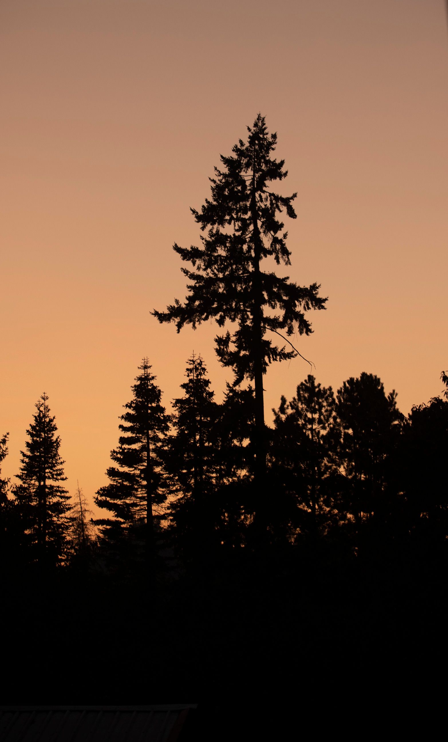 Serene Forest Silhouette at Sunset · Free Stock Photo