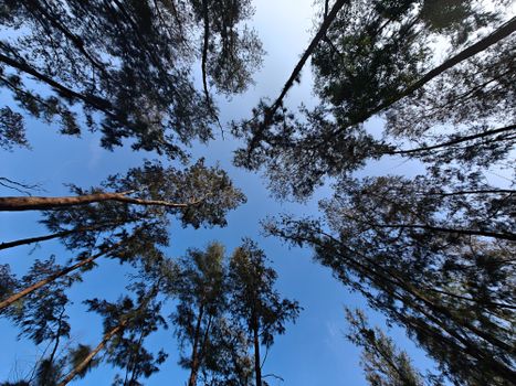 Upward view of tall pines contrasting a clear blue sky, capturing nature's beauty.