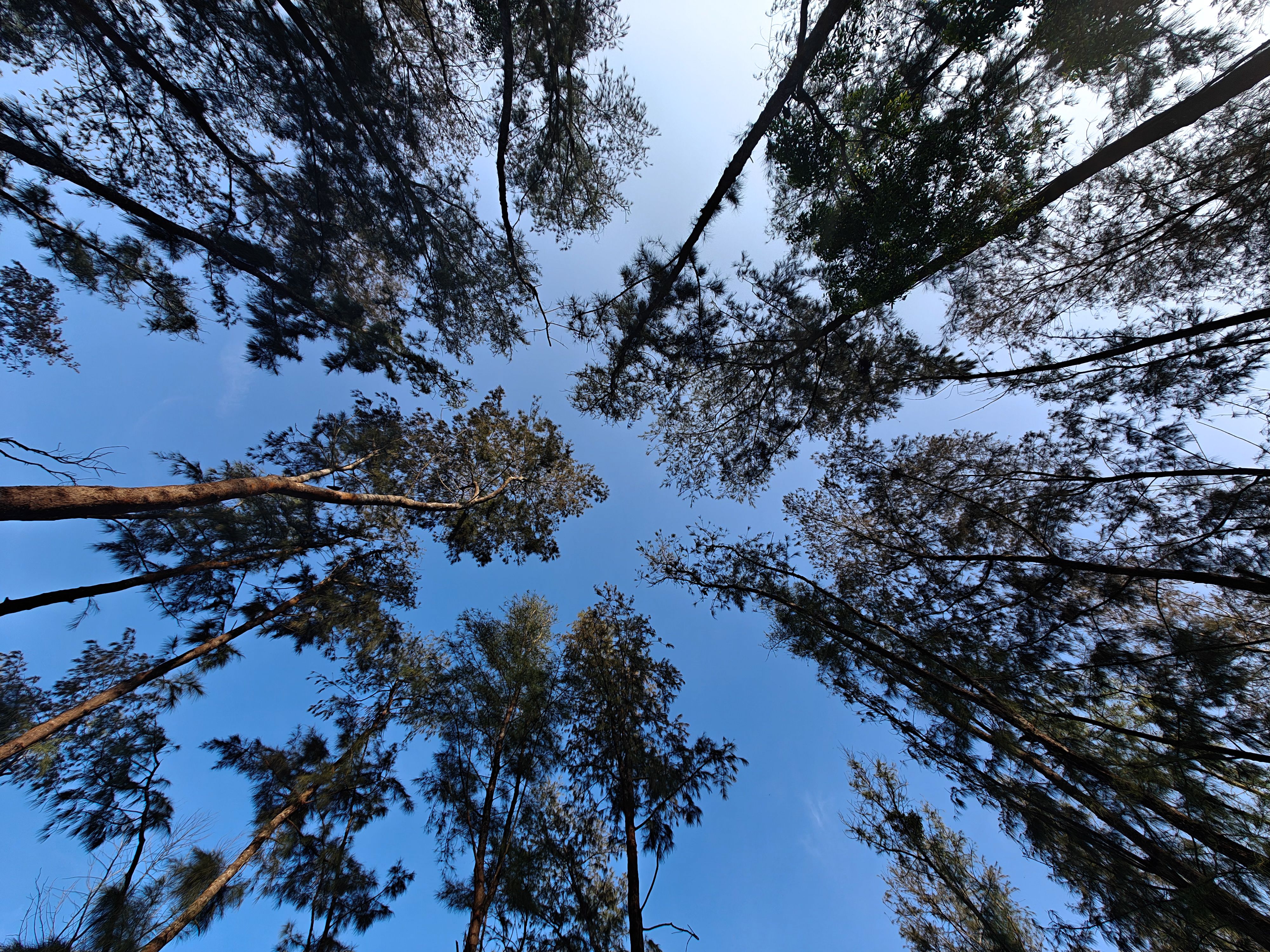 Tall Pine Trees Against Clear Blue Sky · Free Stock Photo