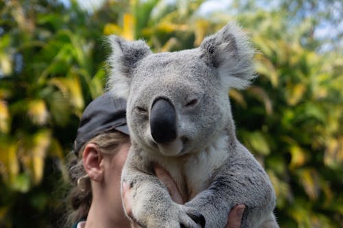 動物, 動物園, 動物攝影 的 免費圖庫相片