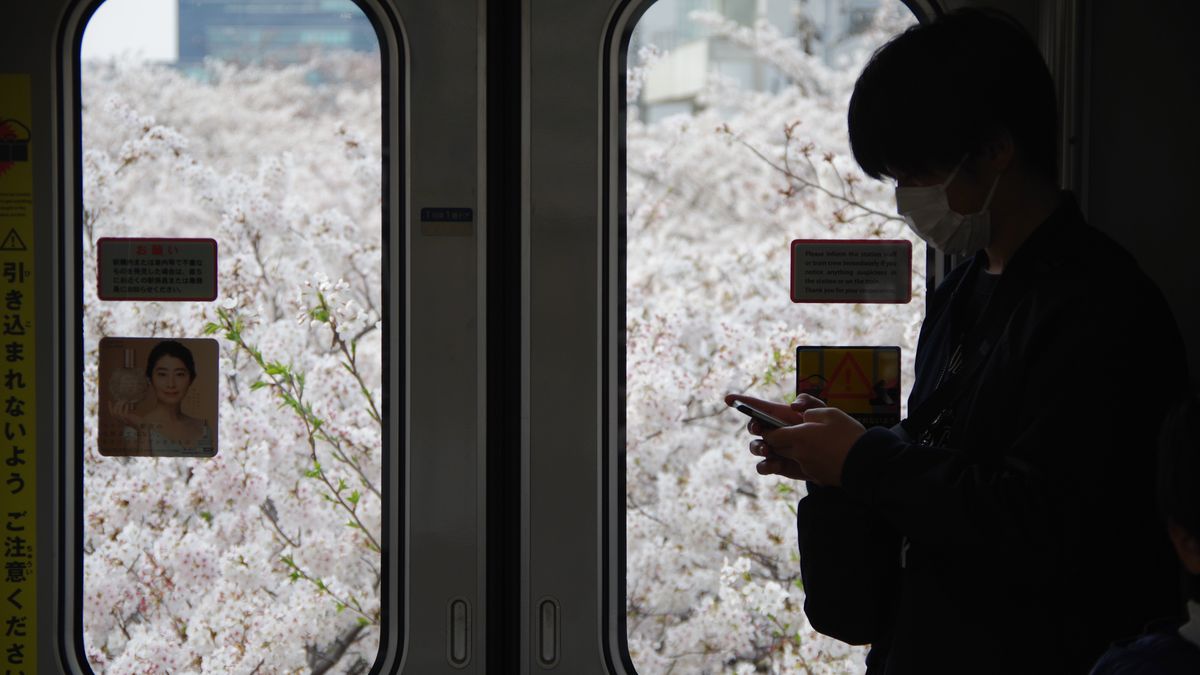 電車の窓越しに見える桜並木(イメージ)