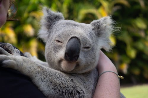 Personne Portant Koala Aux Yeux Fermés