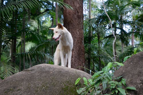 Shallow Focus Photo of Short-coated White Dog
