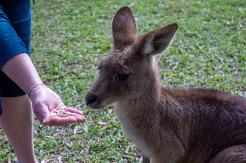 Free stock photo of kangaroo