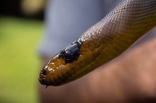 Free stock photo of snake