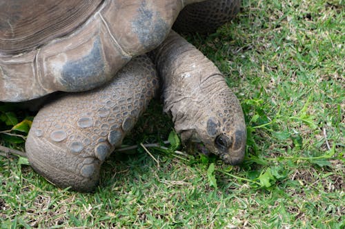 Darmowe zdjęcie z galerii z żółw