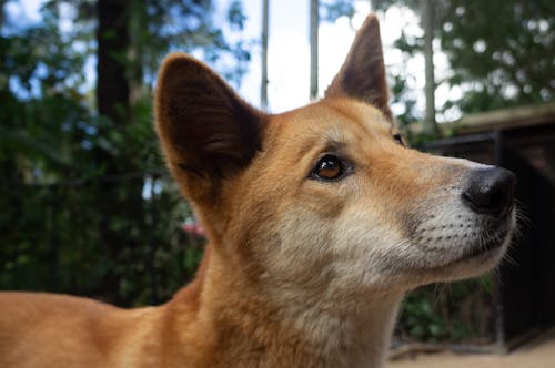 Free stock photo of dingo