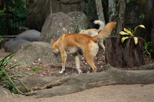 Free stock photo of dingo