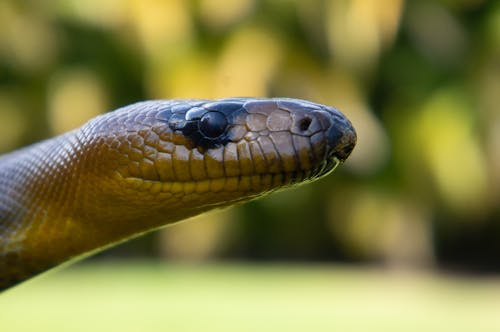 Free stock photo of snake