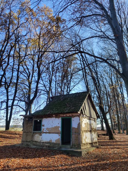 Free An old cabin surrounded by bare trees and fallen autumn leaves. Stock Photo