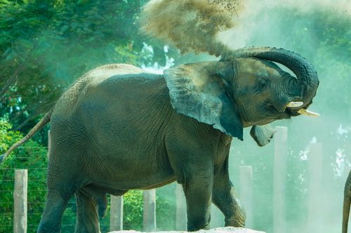 Free An African elephant enjoying a dust bath in a sunny outdoor environment. Stock Photo