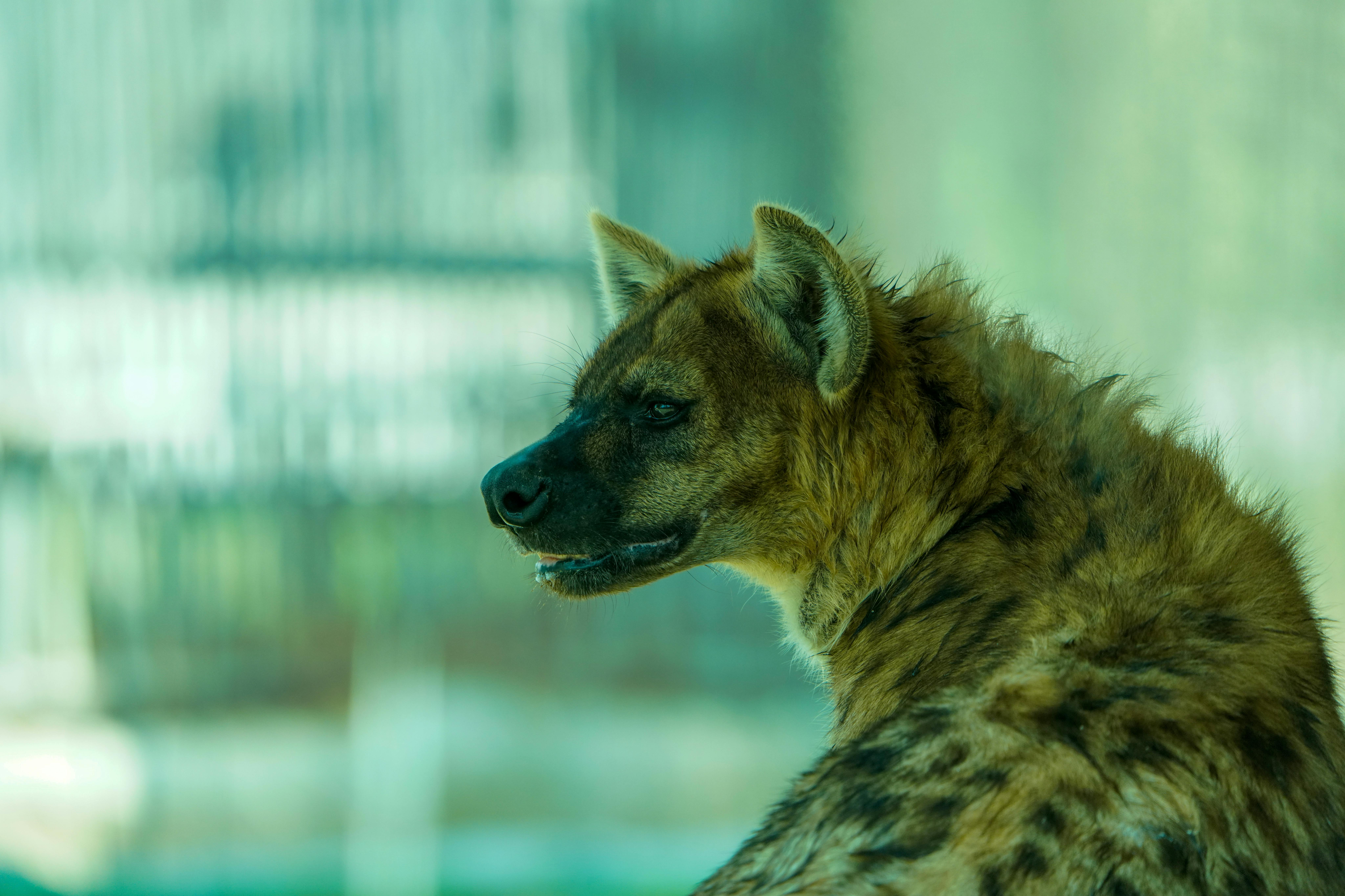 Side View of Resting Spotted Hyena on Rock · Free Stock Photo
