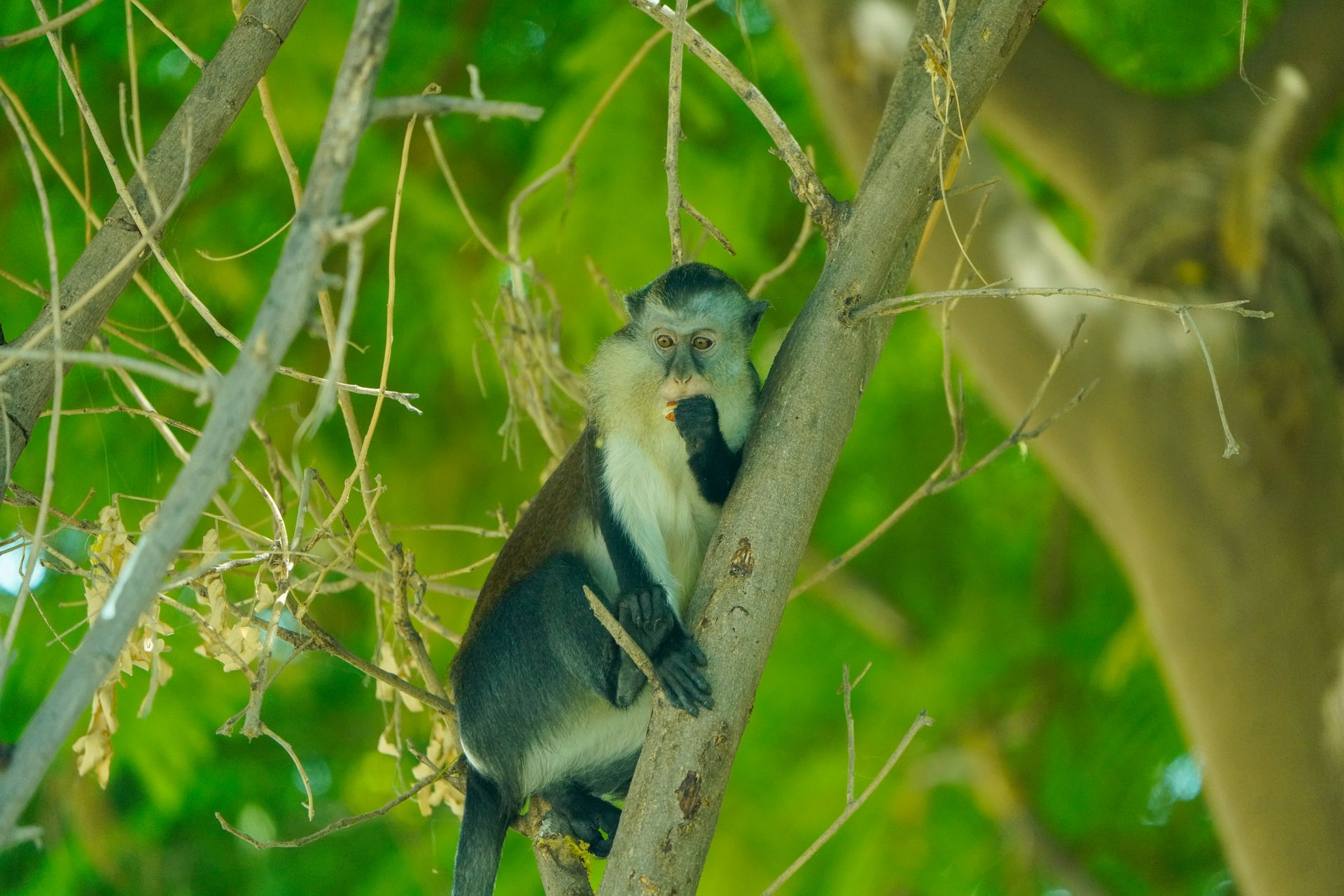 A curious Vervet monkey perches in a lush green tree, observing its surroundings.