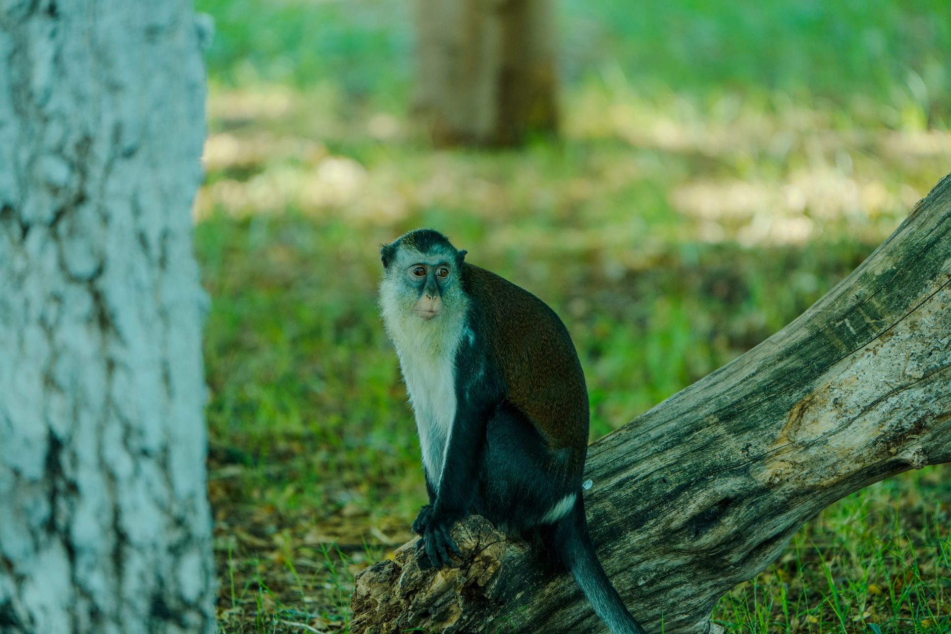 A blue monkey calmly perched on a tree trunk in a serene forest setting.