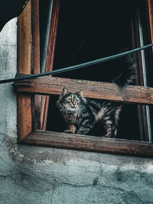Free A tabby cat looking outside through an open window in Ankara, Türkiye. Stock Photo