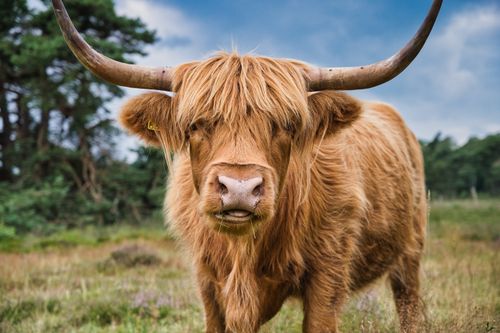 Free A majestic Highland cow gazing in a scenic field in Wapse, Netherlands. Stock Photo