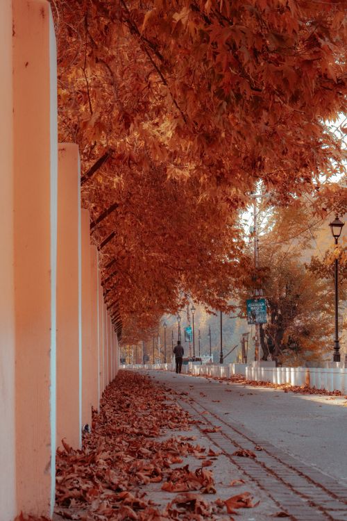Free A serene autumn walkway with vibrant orange leaves and a lone walker under a canopy of trees. Stock Photo
