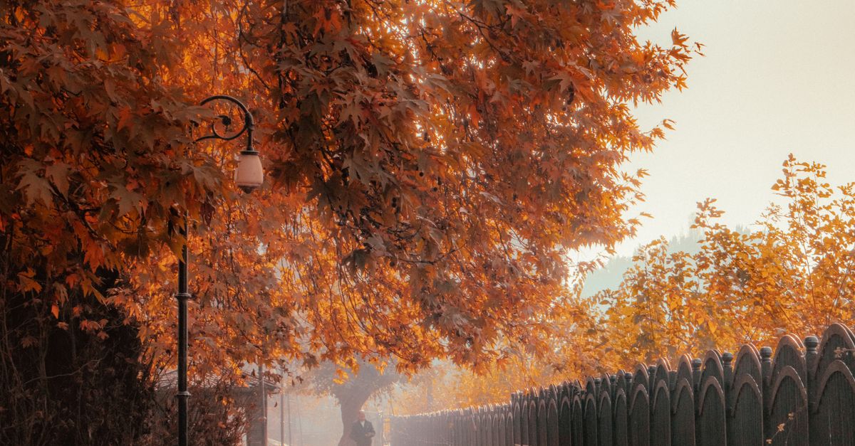 Late Fall Path Pathway in Autumn with Fall Foliage · Free Stock Photo