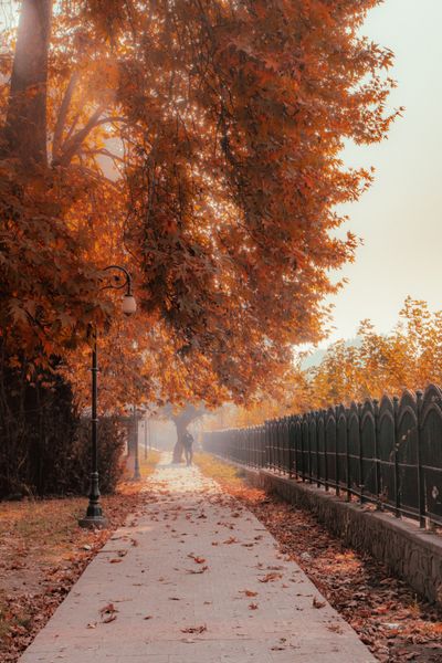 Scenic Autumn Pathway with Leaves in Warm Light · Free Stock Photo
