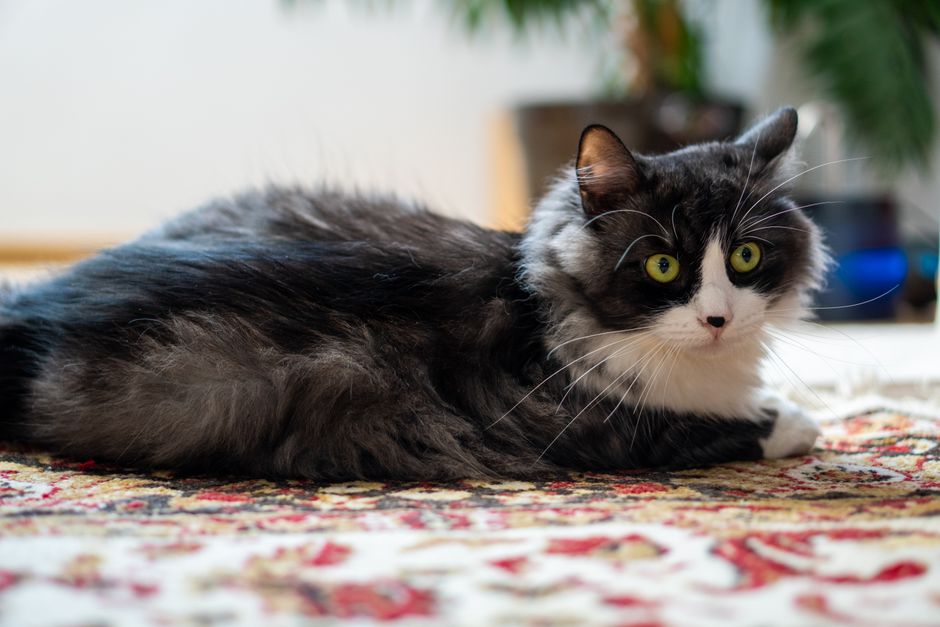 pet friendly hardwood floors