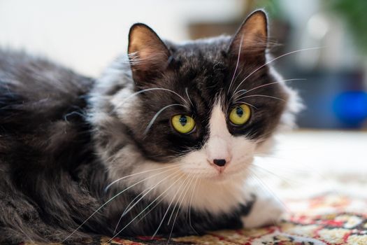 Feline Hyperthyroidism Symptoms