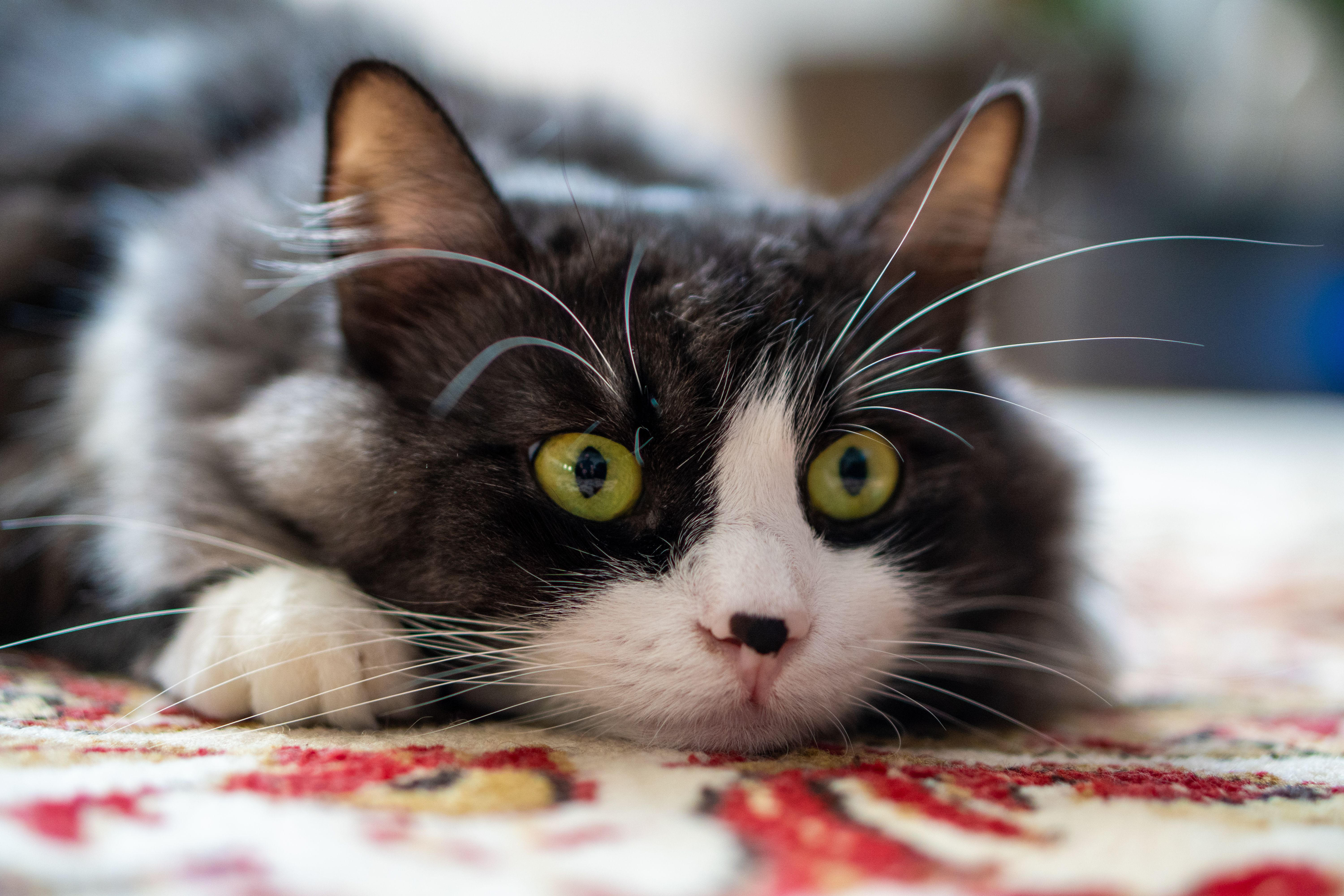 Close-Up of Relaxed Fluffy Cat with Bright Eyes · Free Stock Photo