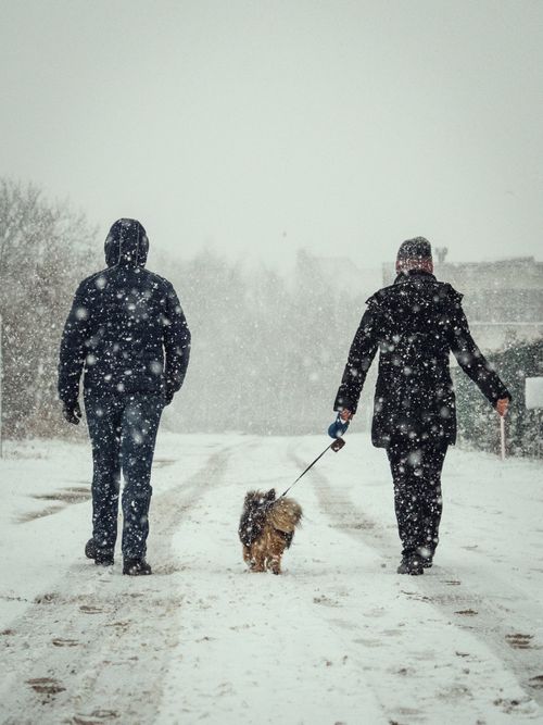 Free Two people walking a dog on a snowy street in Gniew, Poland, during winter. Stock Photo