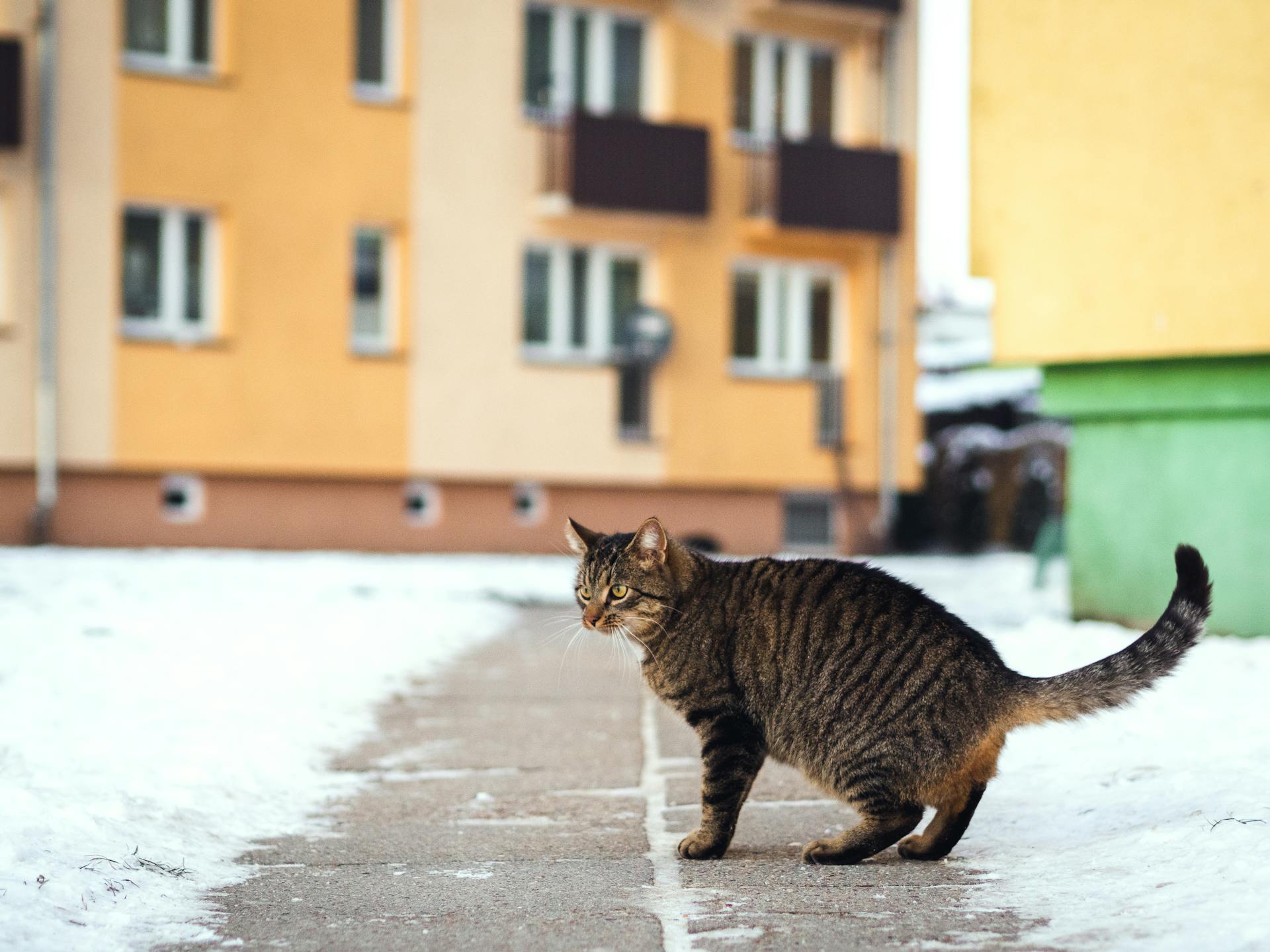 A striped cat stands on a snowy sidewalk in front of apartment buildings in Gniew, Poland.