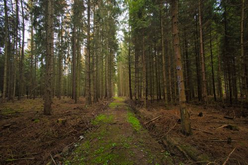 Free A tranquil forest pathway with towering trees and lush greenery, perfect for nature walks. Stock Photo