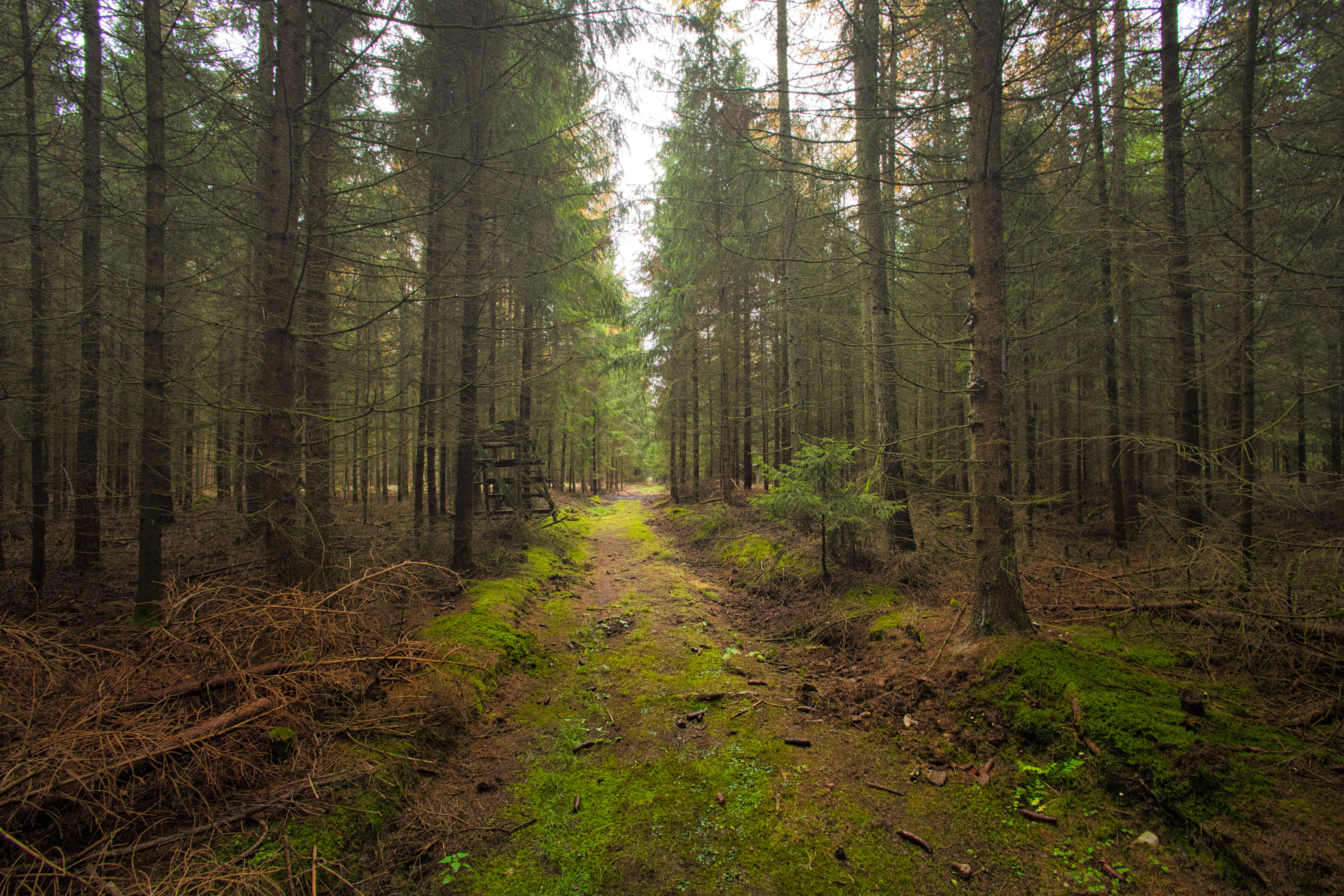 Serene Forest Trail in Lush Greenery Landscape · Free Stock Photo