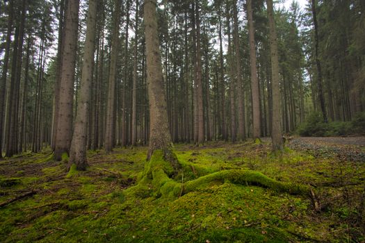 A serene forest scene with tall trees and a lush moss-covered floor.