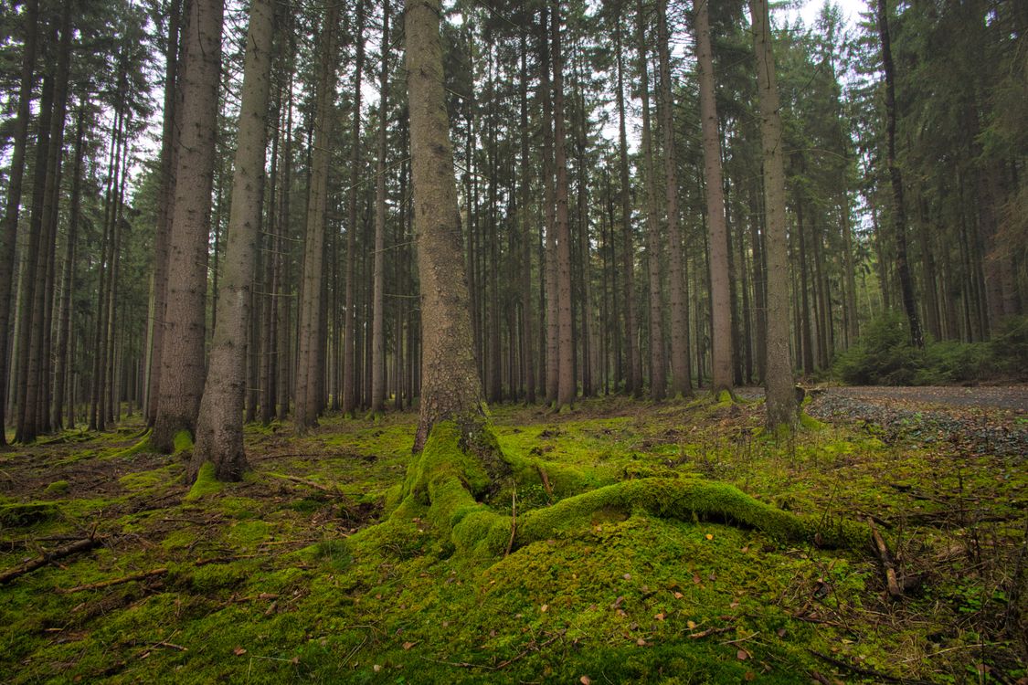 Lush Green Forest with Mossy Floor in Daylight · Free Stock Photo