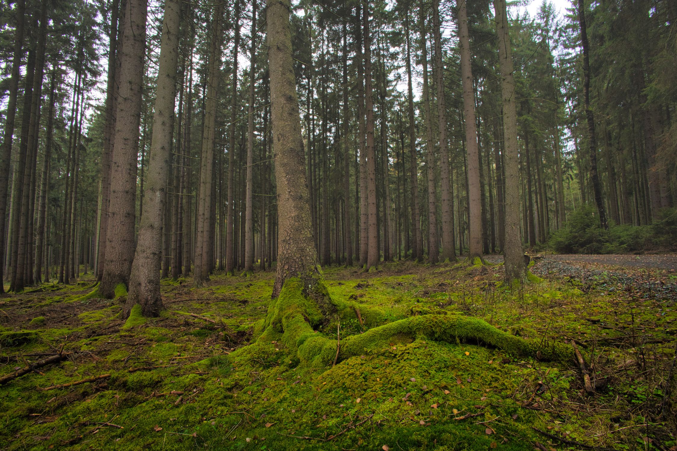 Lush Green Forest with Mossy Floor in Daylight · Free Stock Photo