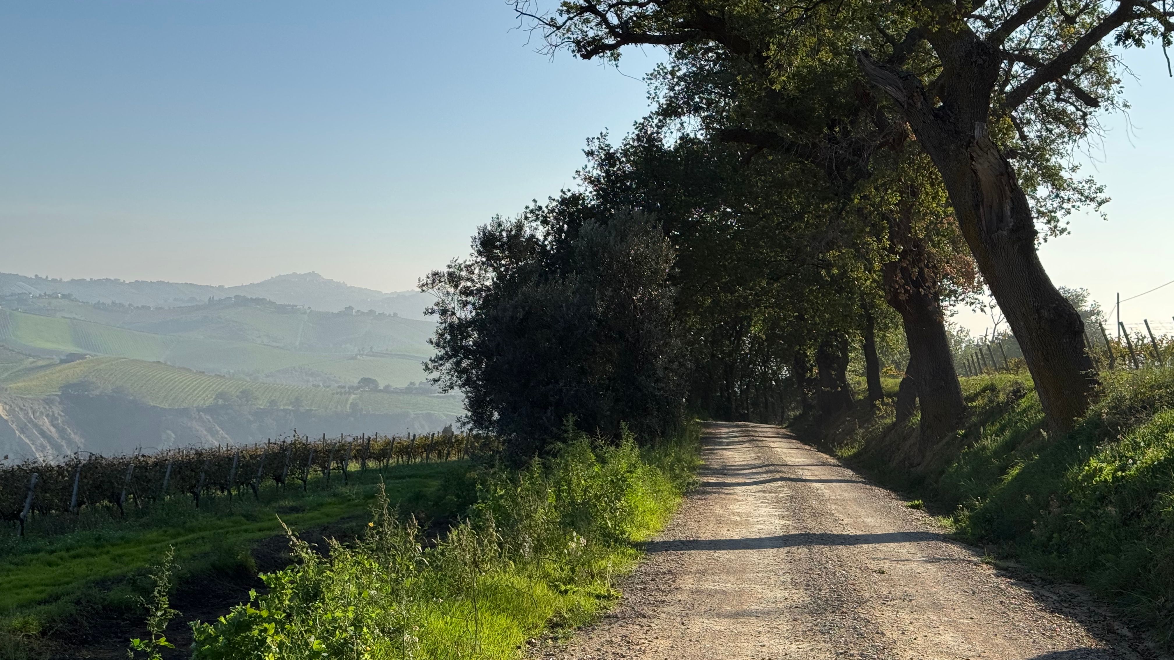 Verdicchio dei Castelli di Jesi DOCG