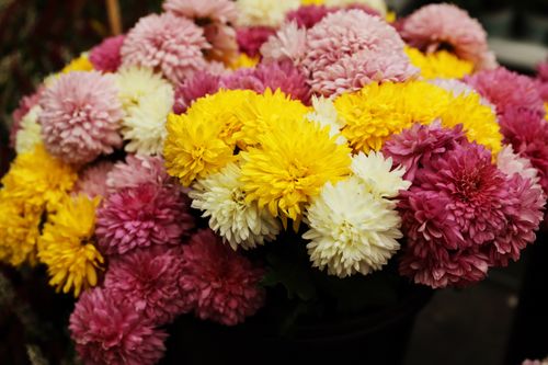 Free Bright and colorful chrysanthemum flowers in a garden setting, showcasing autumn's beauty. Stock Photo