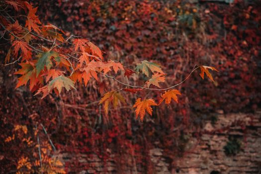 Close-up of autumn leaves with vibrant colors on a rustic background.