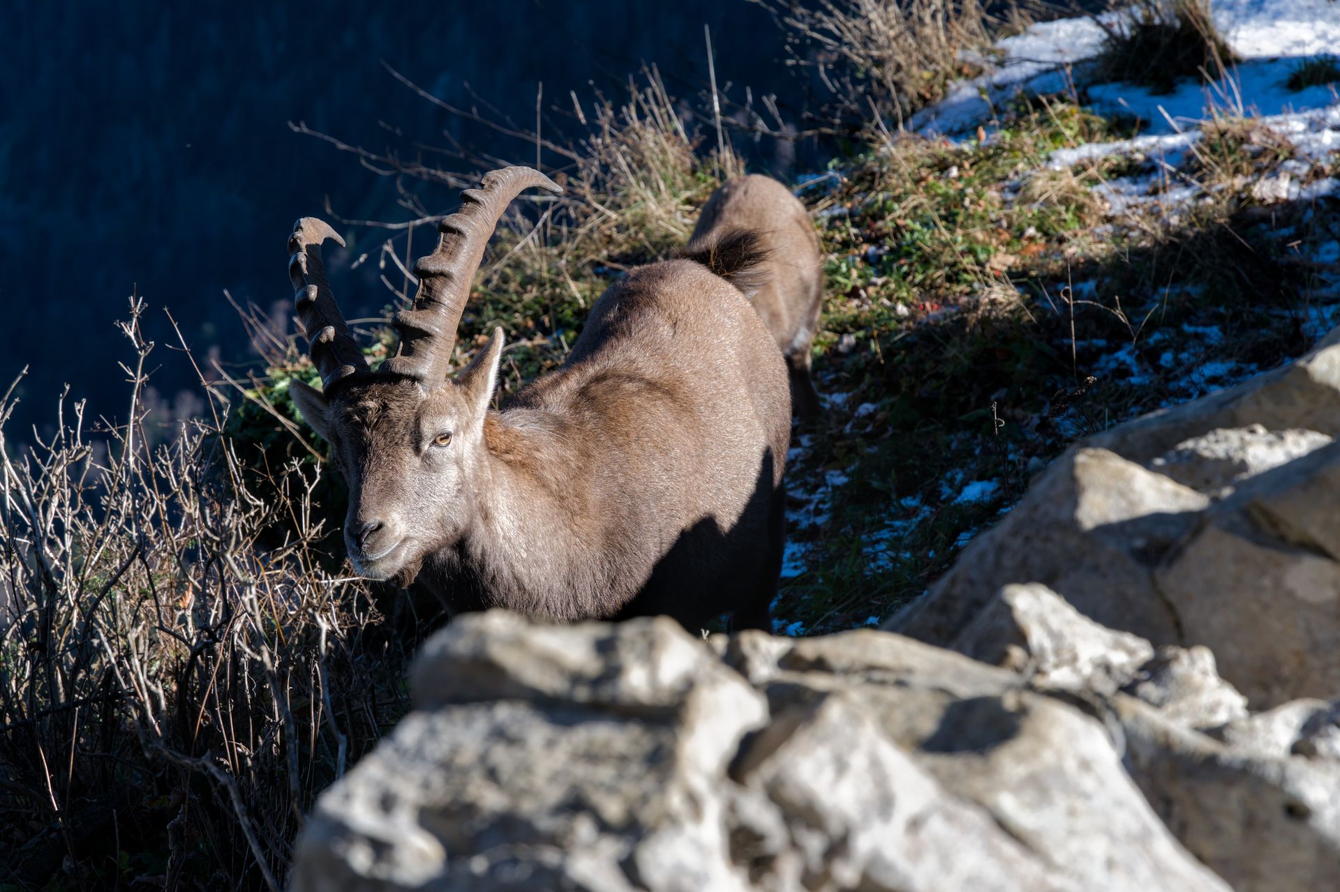 Alpine ibex on rocky mountain terrain during winter, capturing wilderness and nature's beauty.