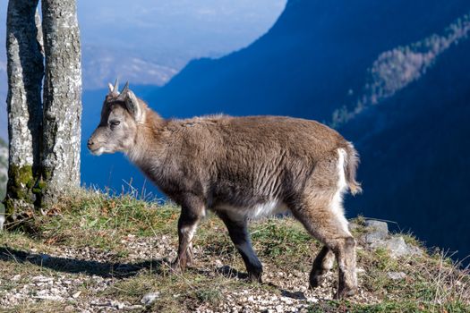 A chamois grazes on a mountainside with a stunning backdrop in the Swiss Alps. - Fotografer Sidoarjo