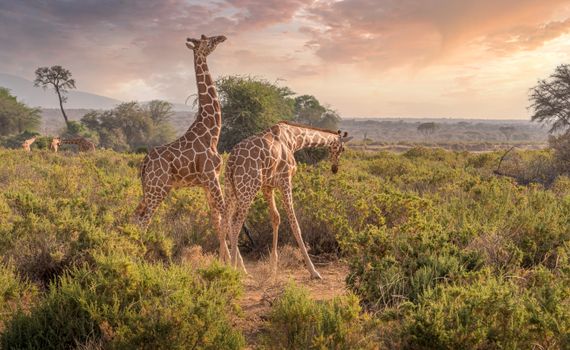 Giraffe Centre and Karen Blixen — Kenya Safari