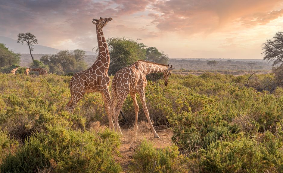 Foto de Samburu