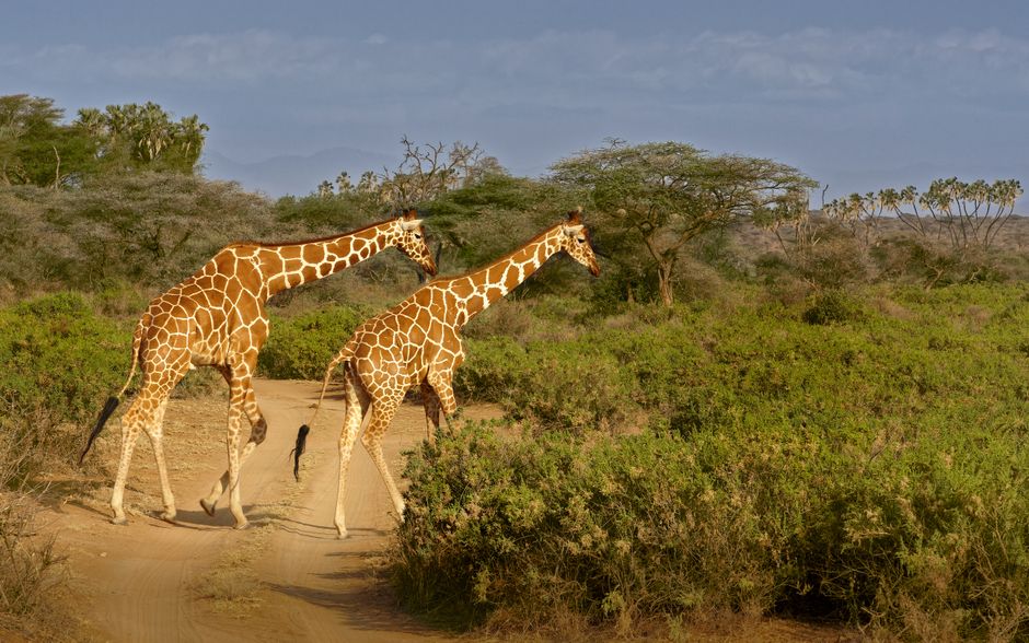 Incredible Safari Expedition in the Mara Review: Your Ultimate 72-Hour Kenya Wildlife Adventure Review 2026 - Two giraffes walking through the savannah in Samburu, Kenya.