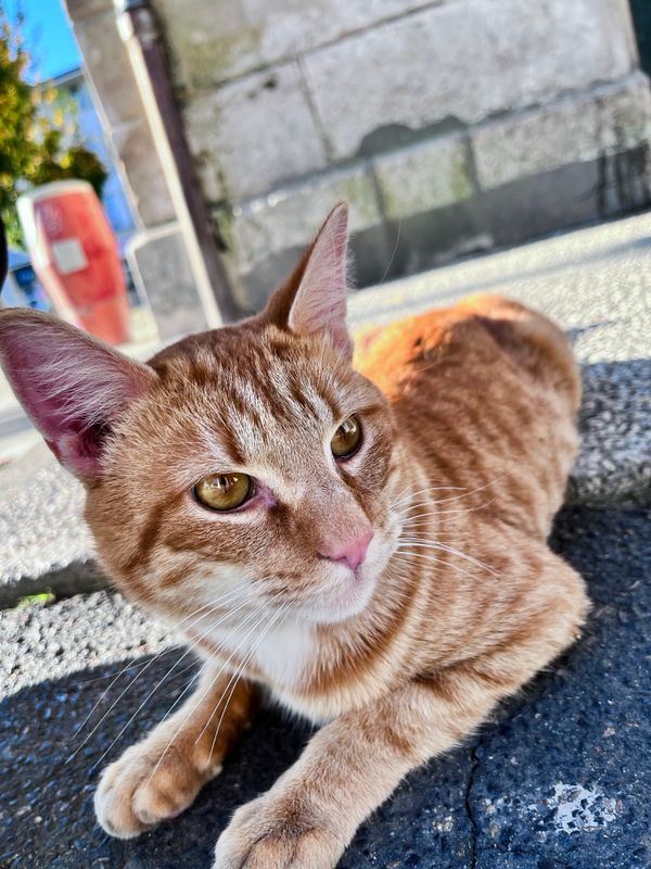 chat