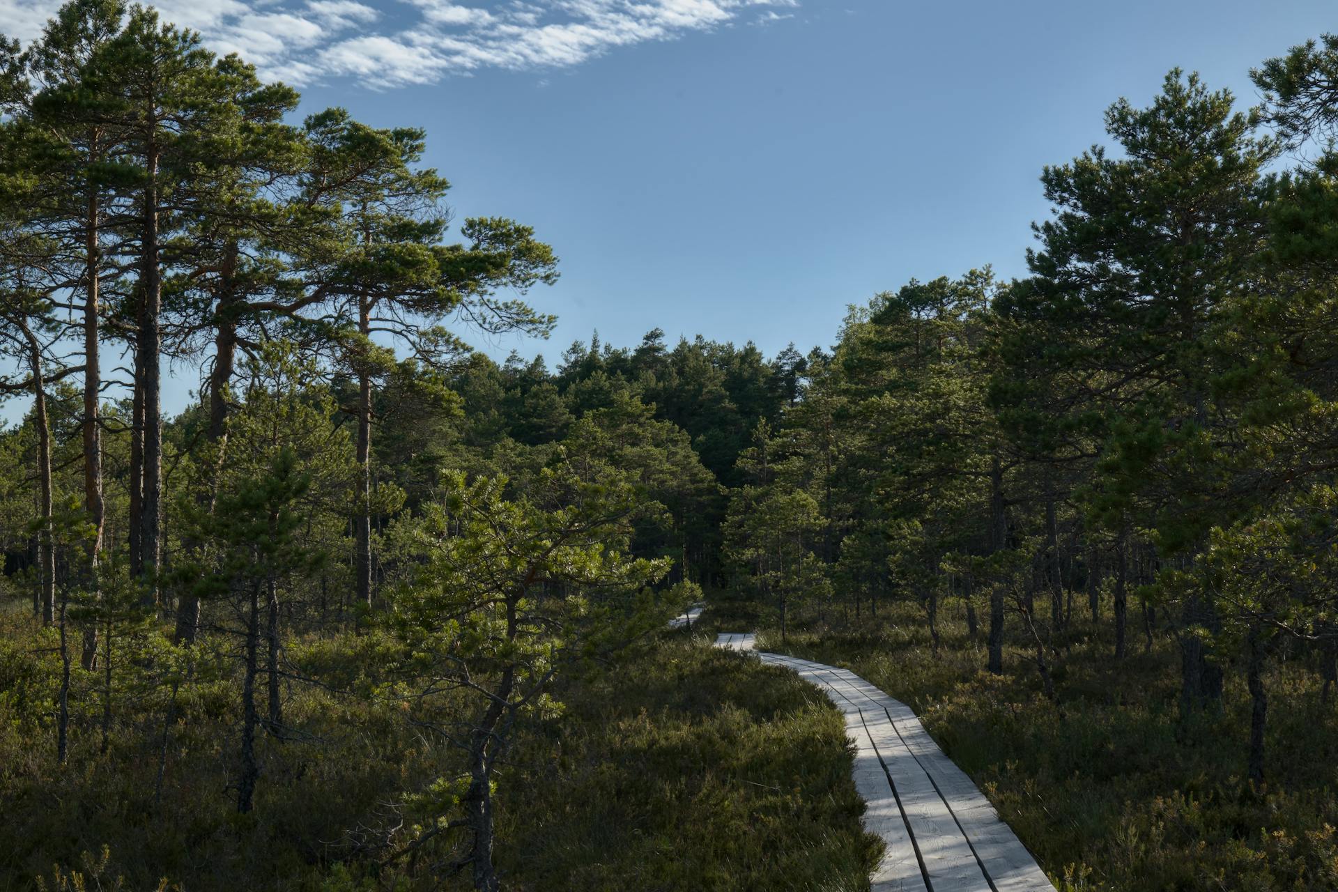 Boardwalk through pine trees in the bog