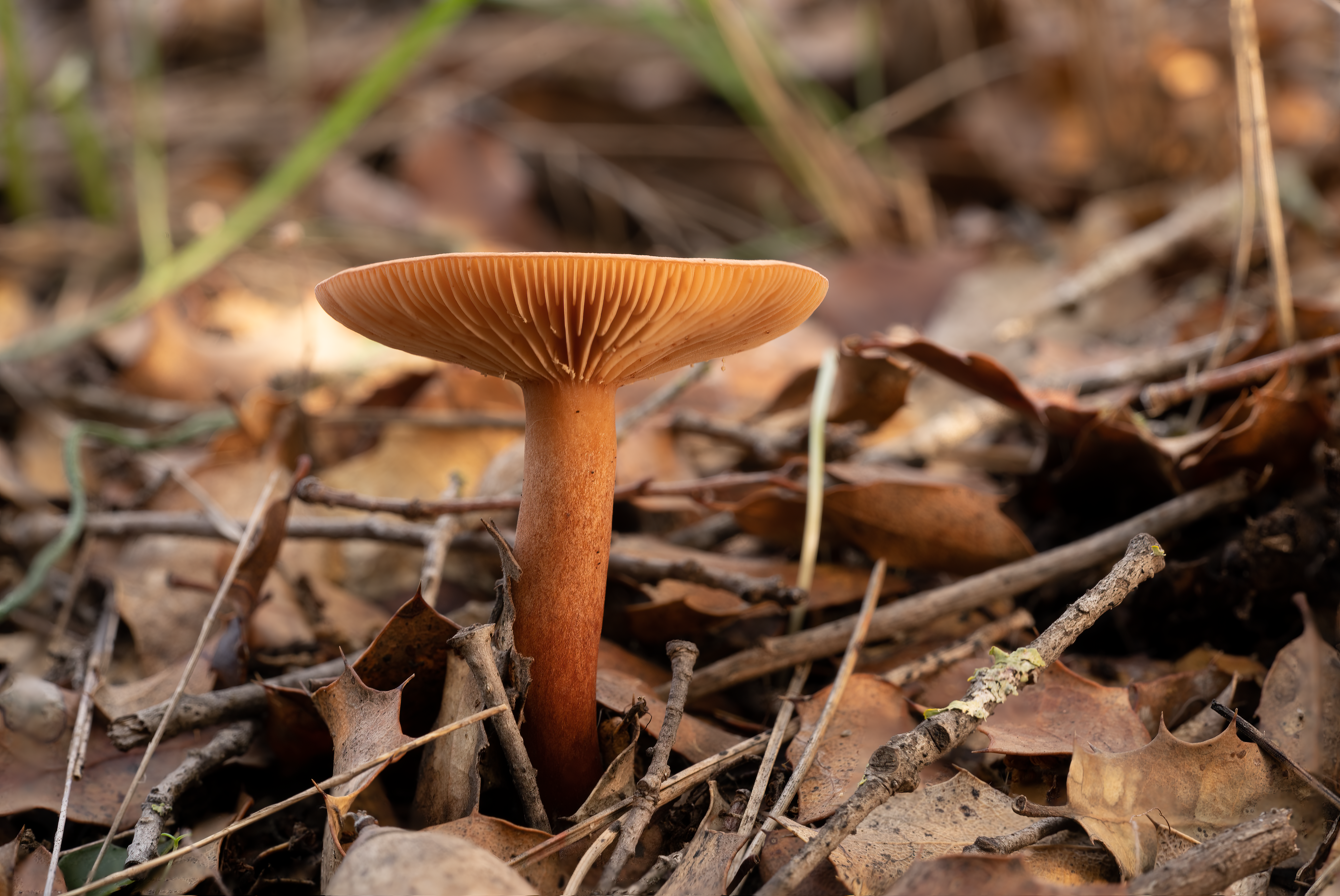 Detailed shot of a wild non-edible mushroom on a forest floor with autumn leaves.