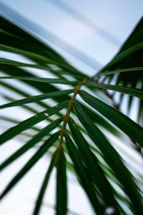 Free Detailed close-up of tropical palm leaves with a focus on texture and lush green color. Stock Photo