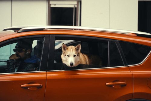 Free A husky dog looks out of a car window in downtown Toronto, Ontario, Canada. Stock Photo