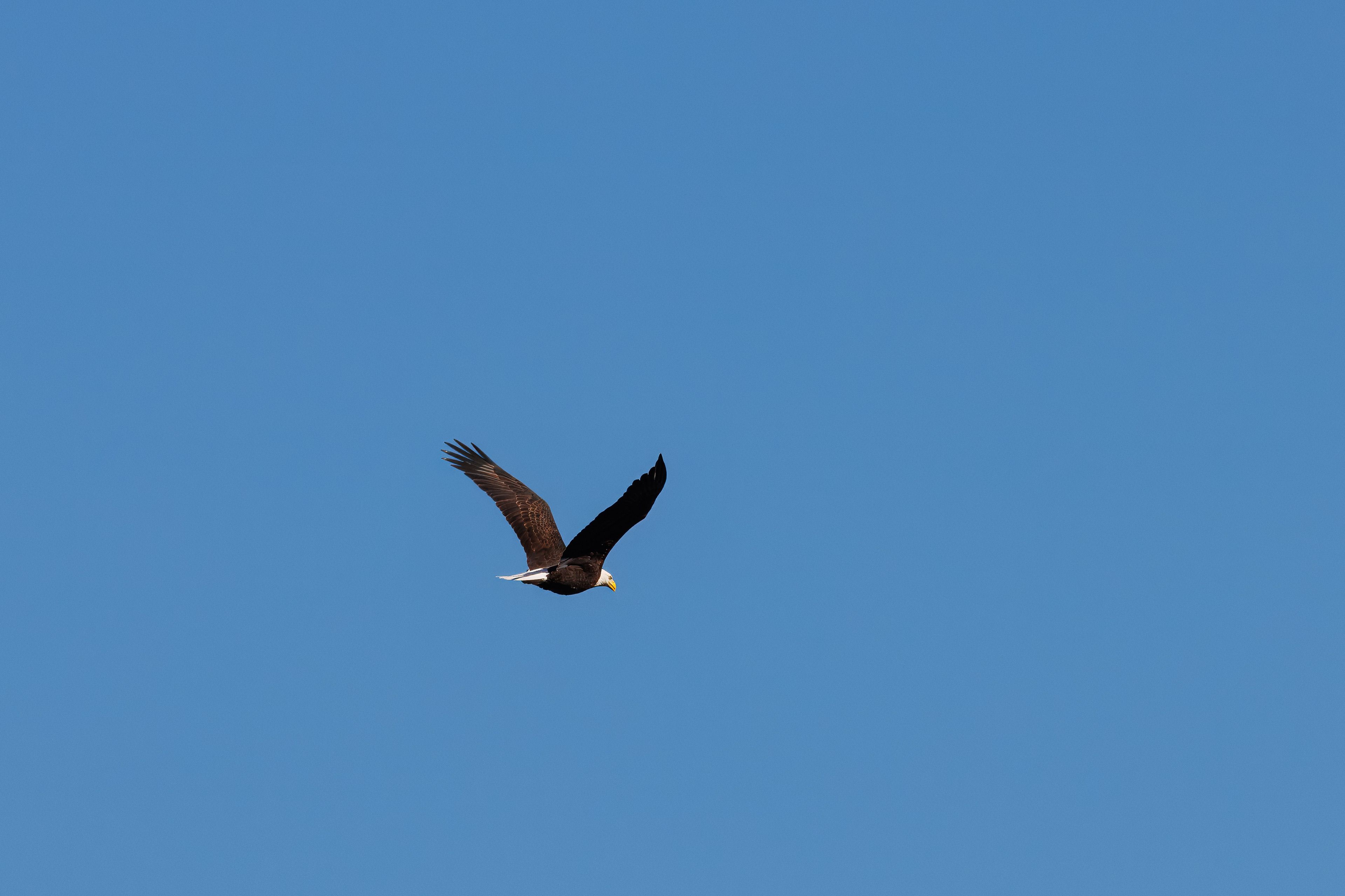 Majestic Bald Eagle Soaring in Clear Blue Sky · Free Stock Photo