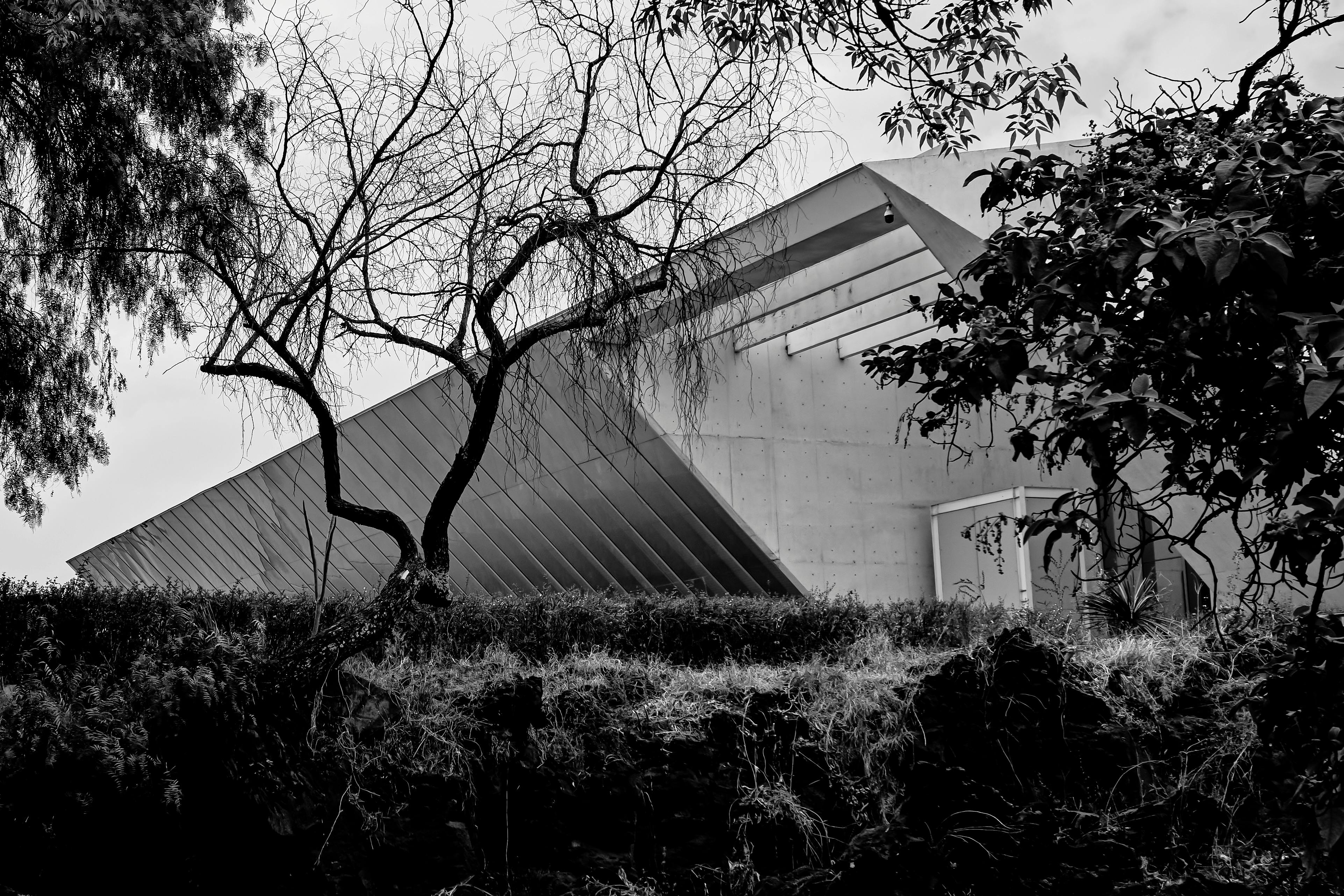 Black and white image of a modern architectural structure surrounded by trees.