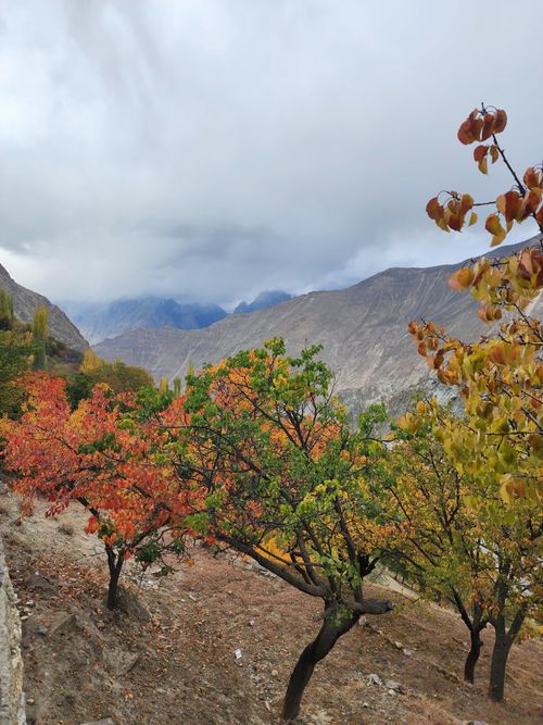 Free Vibrant autumn trees with mountains in the background under cloudy skies. Stock Photo
