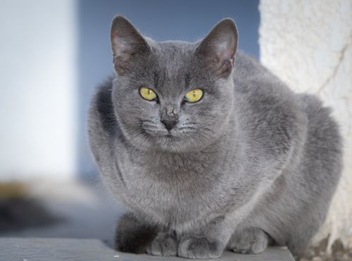 Free Close-up of a Russian Blue cat sitting outdoors in Tunisia, highlighting its striking yellow eyes. Stock Photo